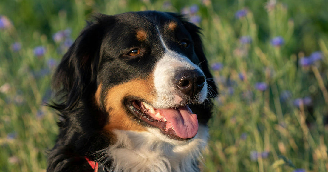 Bernese Mountain Dog Love at Stoplight Warms Hearts Worldwide