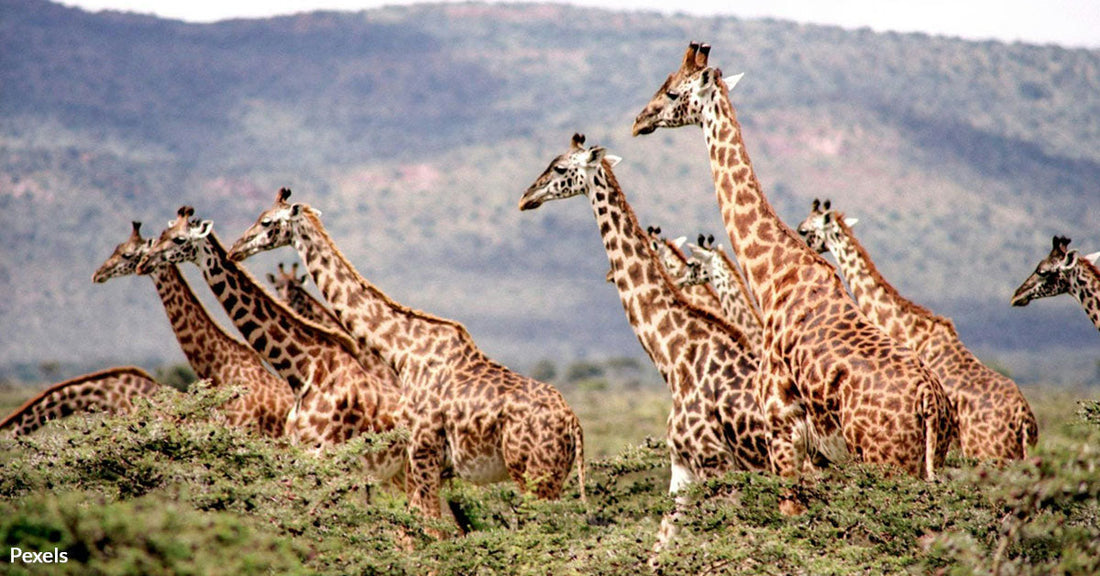Giraffes Struggle With 'Bumpy' Appearance Under Bizarre Viral Outbreak