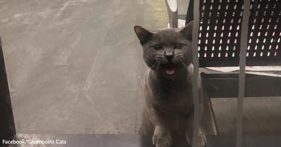 Gray cat stands behind a glass door beside a chair, mouth open mid-meow while looking inside.