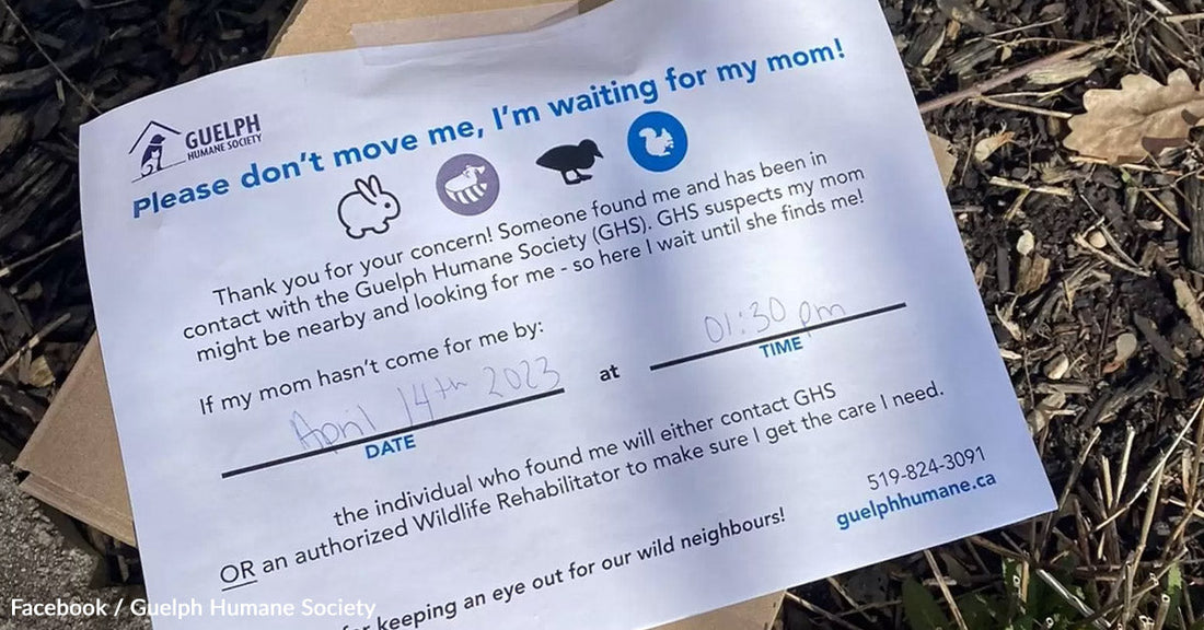 Mysterious Box Turns Out To Contain An Urban Wildlife Surprise