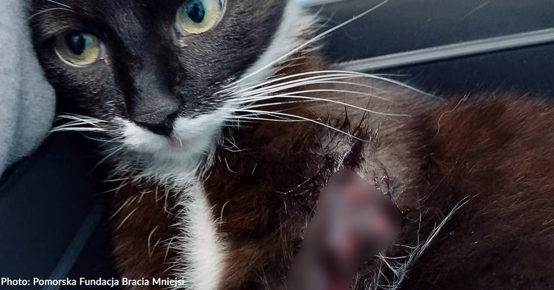 Cat with black and white fur resting against a person's arm, showing a wound on its side.