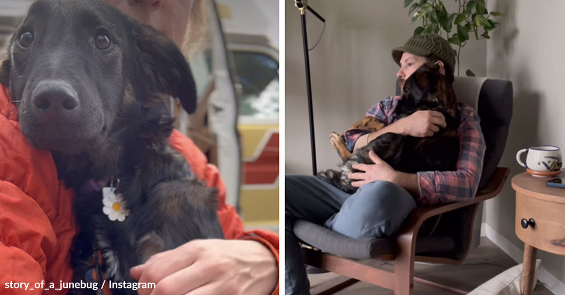 Side-by-side images of a black dog being held close outdoors and later relaxing in a man’s arms in a living room chair.