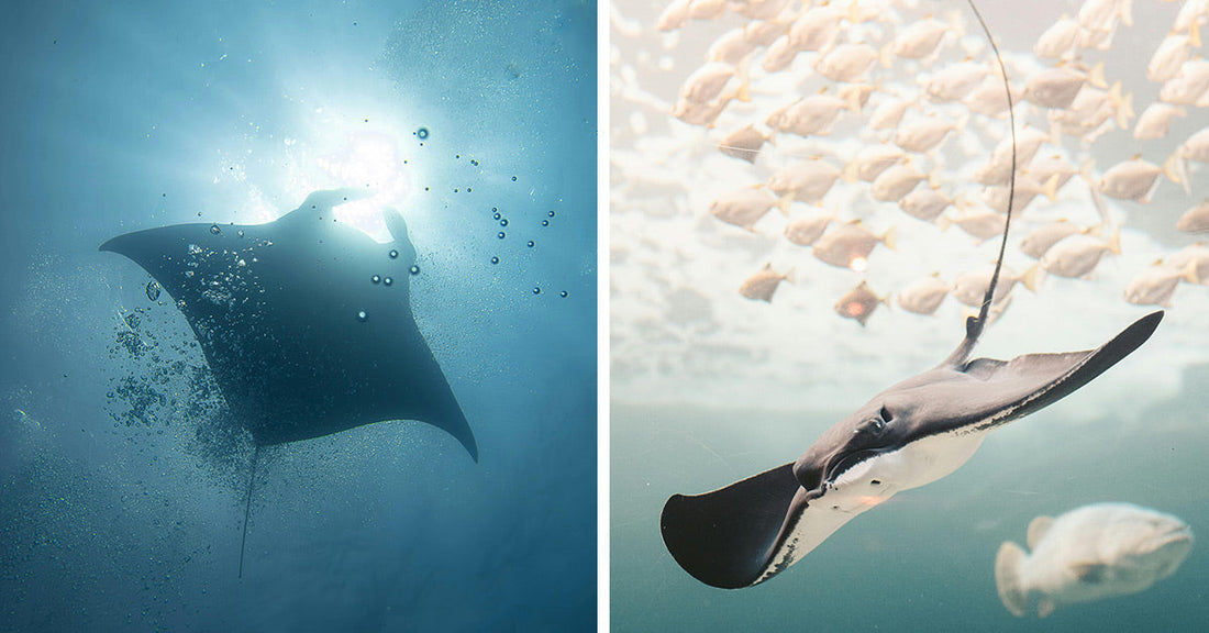 Scientists Uncover Hidden Manta Ray Species In Shallow Coastal Waters