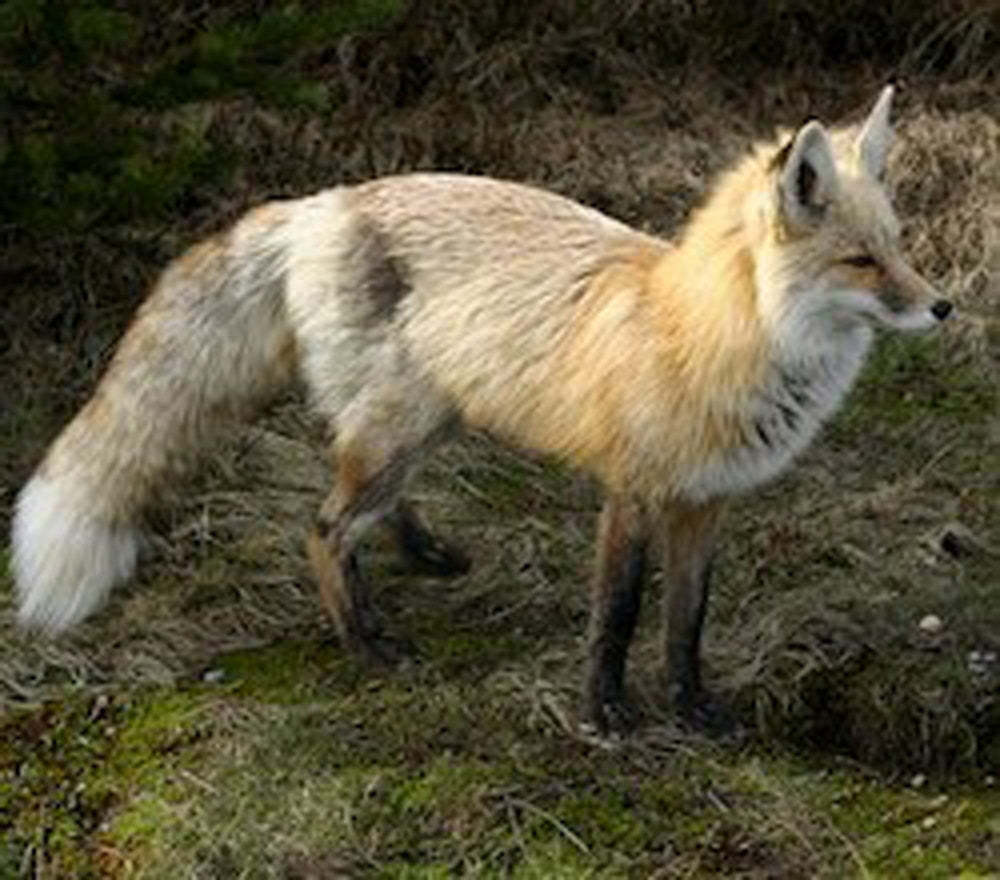 Cascade Red Fox Faces Imminent Extinction in Washington