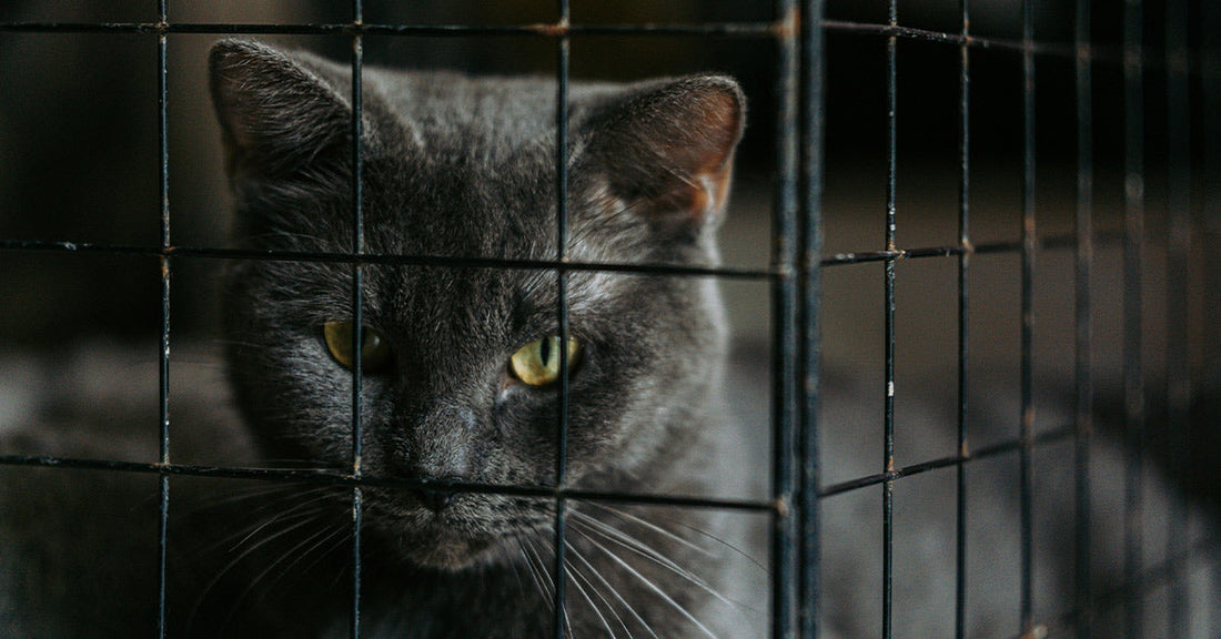 Resilient Cat’s Journey from China to Minnesota In Shipping Container Inspires Adoption Hope