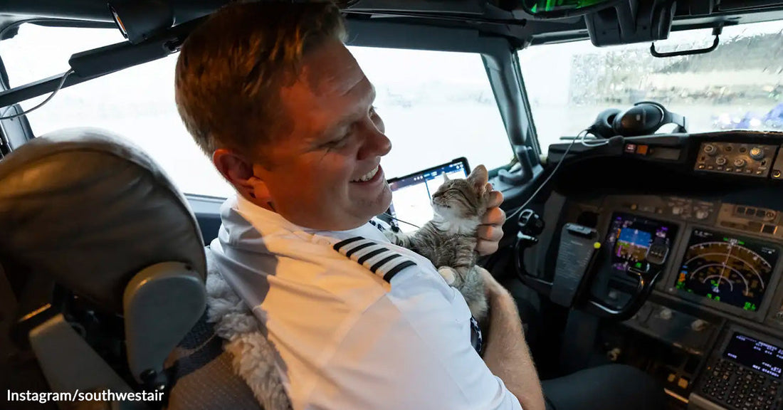 An airplane pilot holds a small kitten in the cockpit of an airplane.