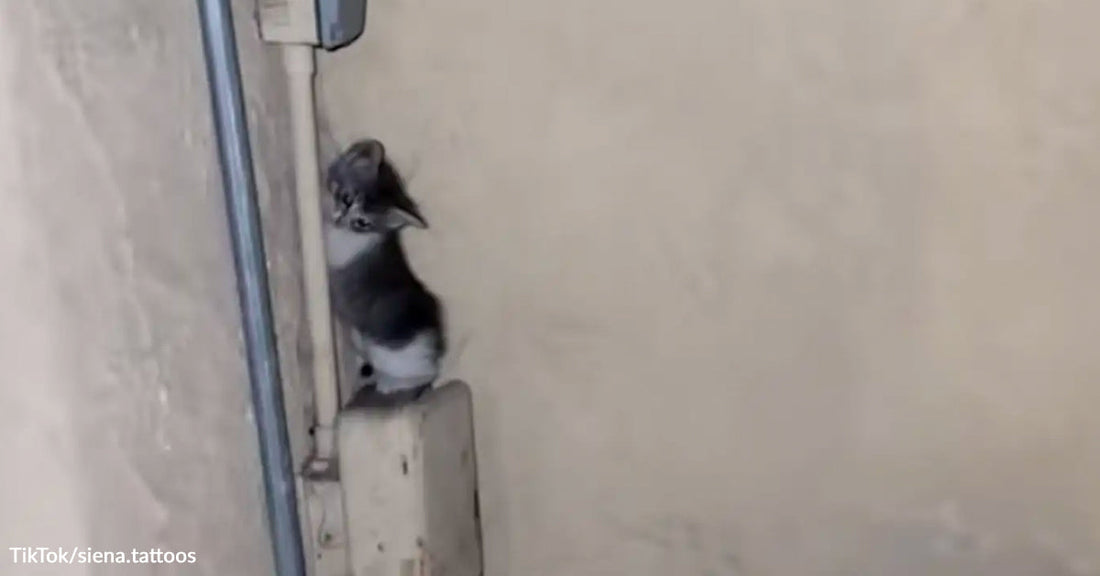 Woman Follows Midnight Screams And Finds A Tiny Kitten Crying On An Electrical Box
