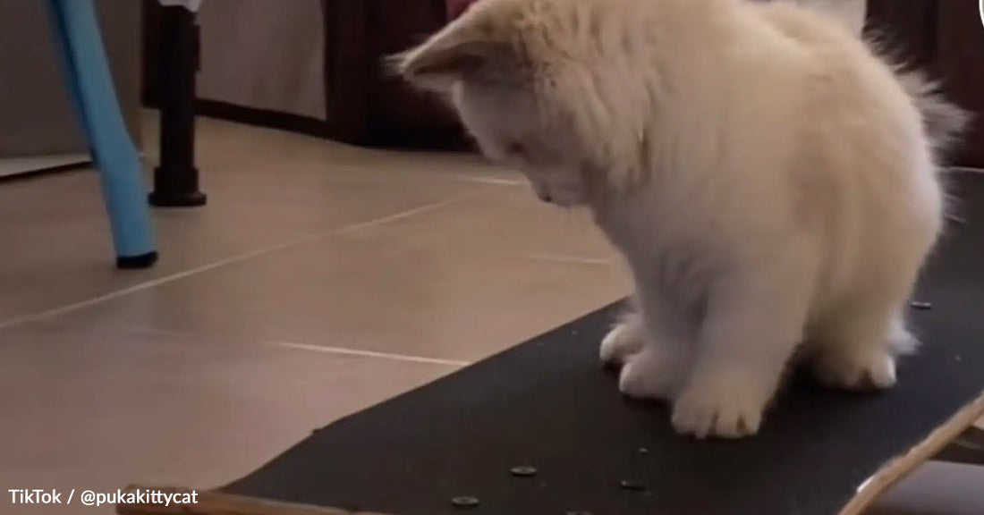 White kitten sits on a skateboard indoors, looking down at the board.