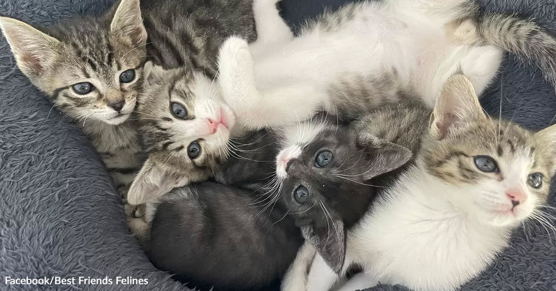 Four young kittens cuddle together in a gray pet bed, looking up with bright eyes; one black-and-white kitten rests in the center.