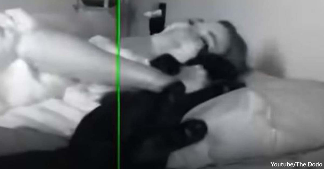 Bink, The Clingy Cat, Has The Cutest Nighttime Routine Involving His Mom’s Pillow