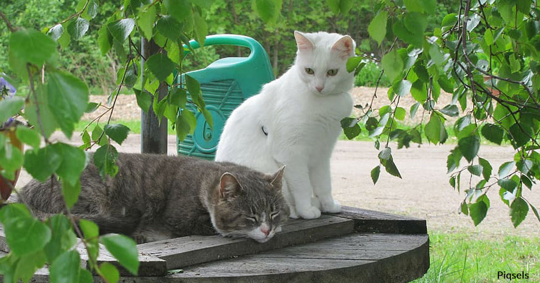 Studies Show That Cats Don’t Go Far From Home When Outside