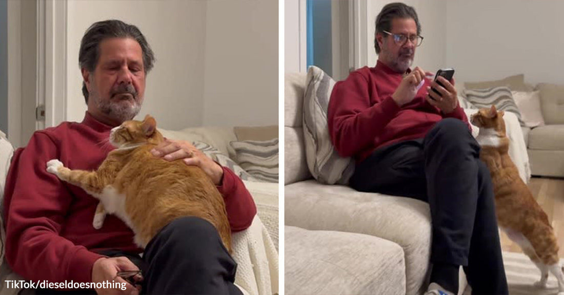 Orange tabby cat sprawled across a man’s lap on a couch, beside a second image of the cat standing up to get his attention while he looks at his phone.