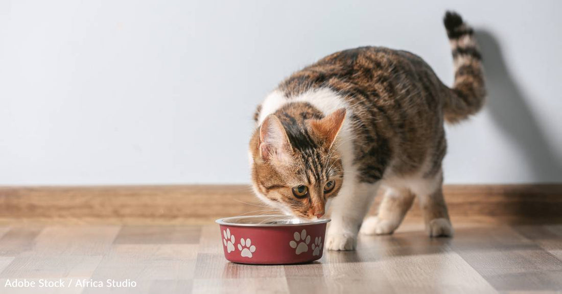 Questions, Supplies, Vet Care: A Cat Adoption Checklist