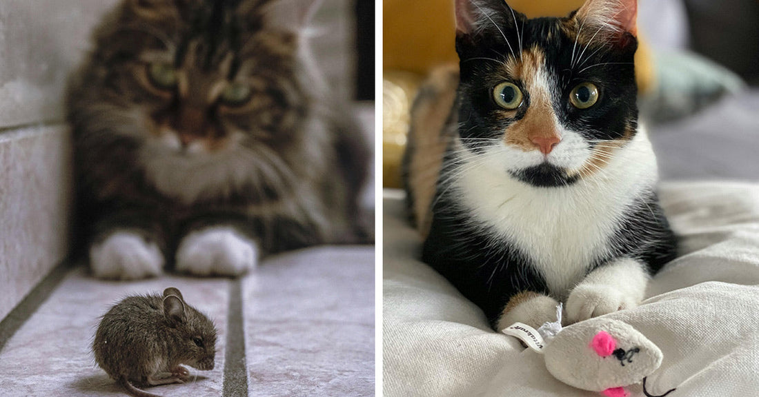 What Your Cat Is Really Saying When It Drops a Dead Mouse at Your Feet