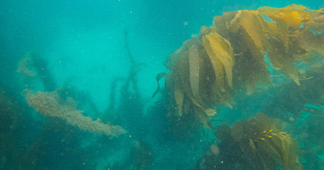 Chemical-Eating Creatures Discovered Thriving in Ocean’s Darkest Trenches