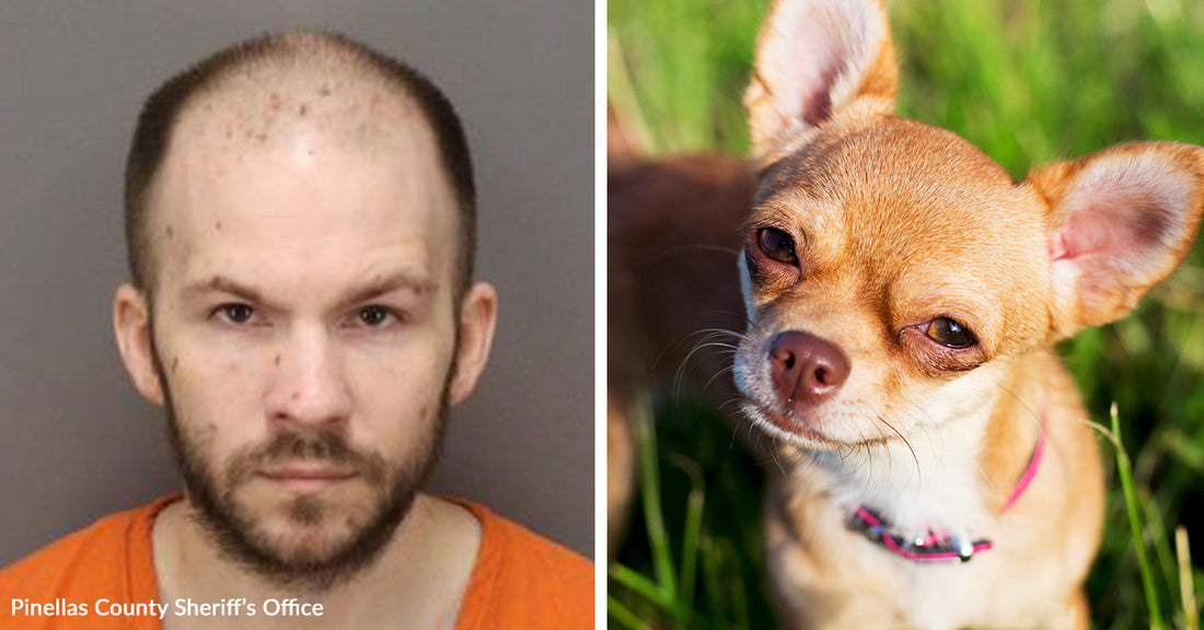 Split image showing a mugshot of a bald man in an orange shirt beside a tan Chihuahua wearing a pink collar in the grass.