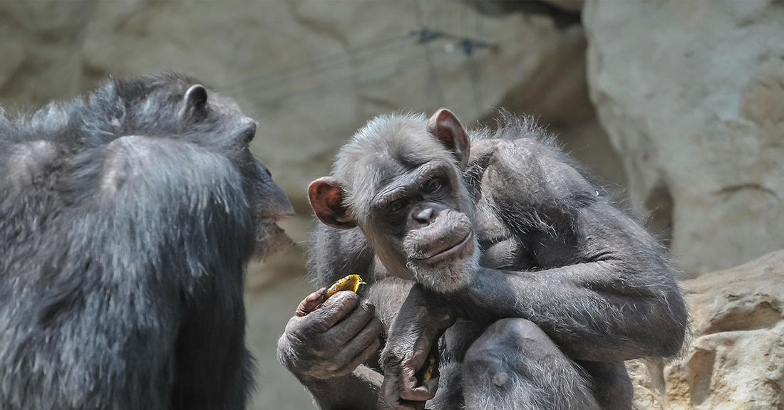 Video Footage Reveals Chimps Sharing Alcoholic Fruit in the Wild