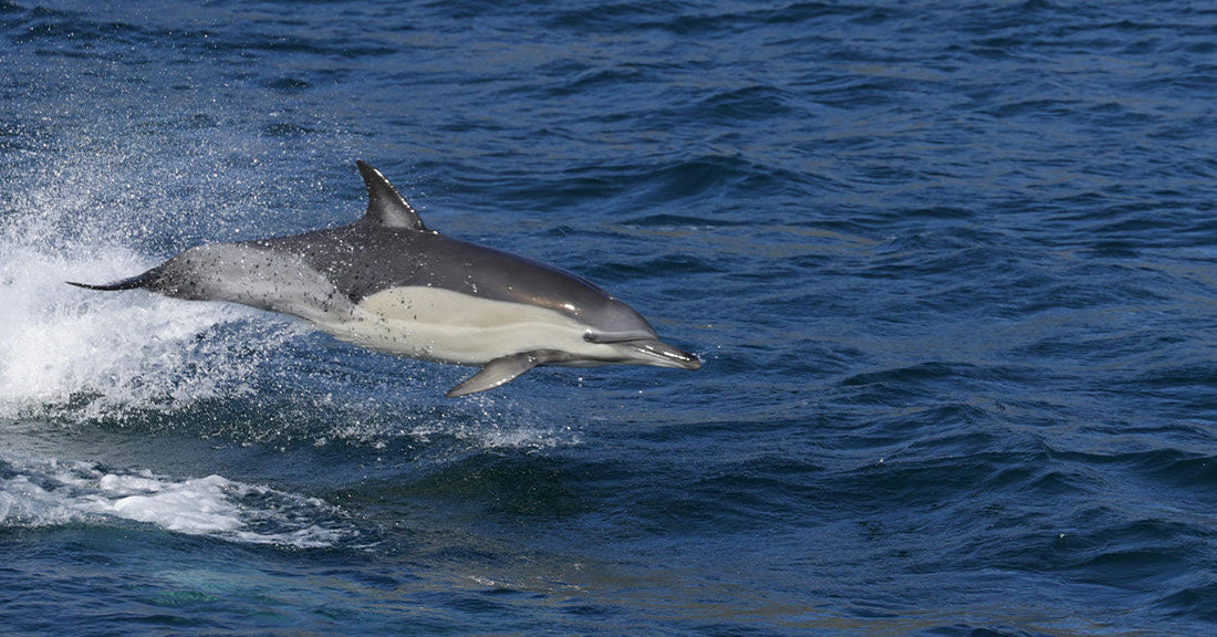 Thirteen Remaining Freshwater Dolphins Struggle to Survive in China as Habitat Vanishes