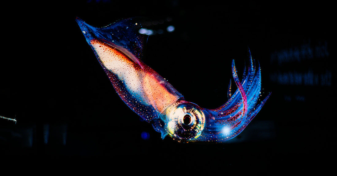 Scientists Capture First Video of Colossal Squid in the Deep Sea