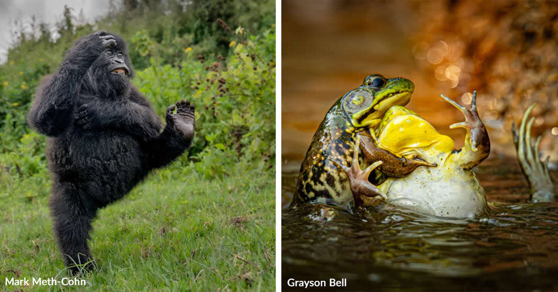 A gorilla raises its hand beside a frog grasping another frog in water.