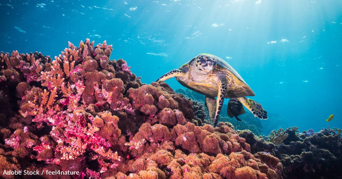 Celebrate Coral Reef Awareness Week By Helping Us Clean Up Our Oceans