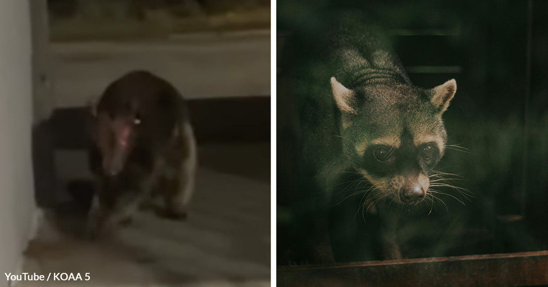 Colorado Woman Terrified After Unknown Creature With Rat Face and Long Arms Appears at Her Door