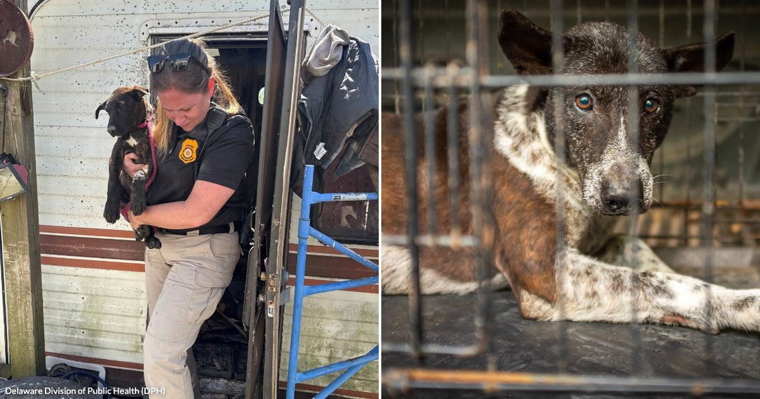 On the left, an animal control officer carries a small black puppy out of a dilapidated trailer; on the right, a thin dog lies in a wire cage, gazing at.