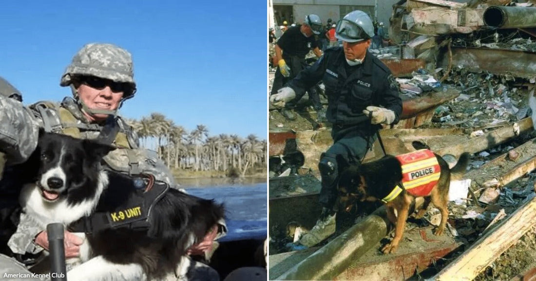 On the left, a soldier holds a K-9 unit border collie on a military boat; on the right, a police officer and German shepherd search disaster rubble.
