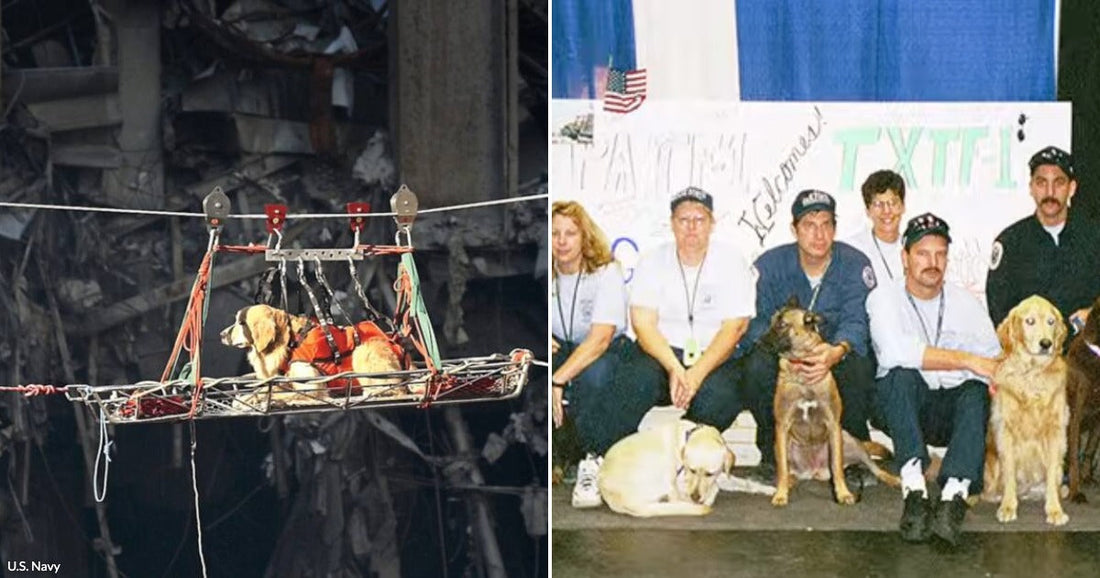 On the left, a dog in an orange vest is suspended in a wire rescue basket above rubble; on the right, rescue workers and their dogs pose together indoors.