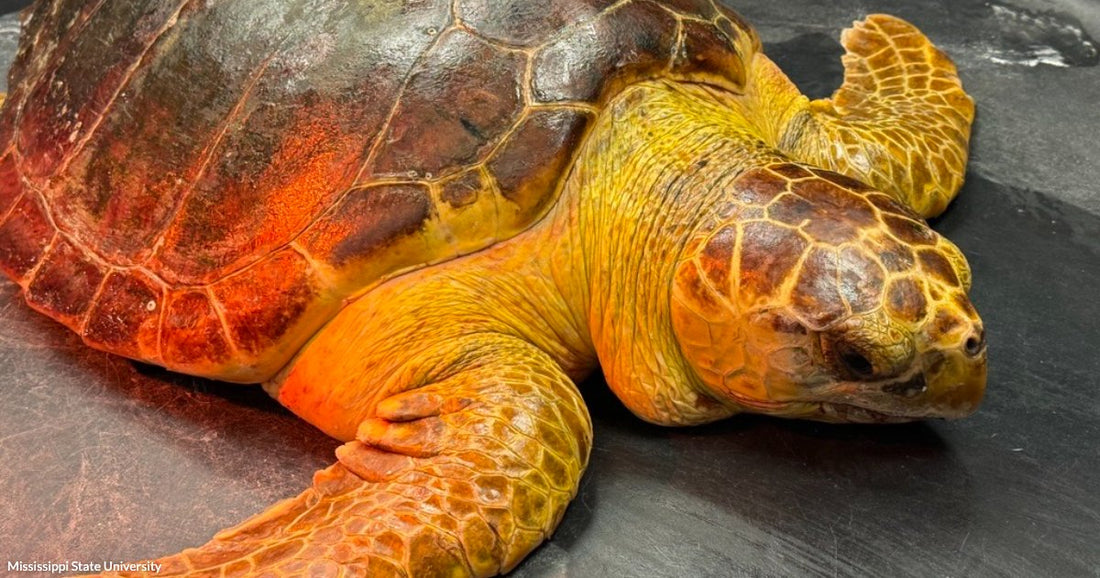 A large loggerhead sea turtle rests on a dark surface, its orange and brown shell and flippers visible up close.