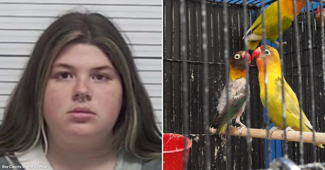 On the left, a young woman with long brown hair stands against a height-marker wall; on the right, colorful lovebirds perch on a wooden rod inside a cage.