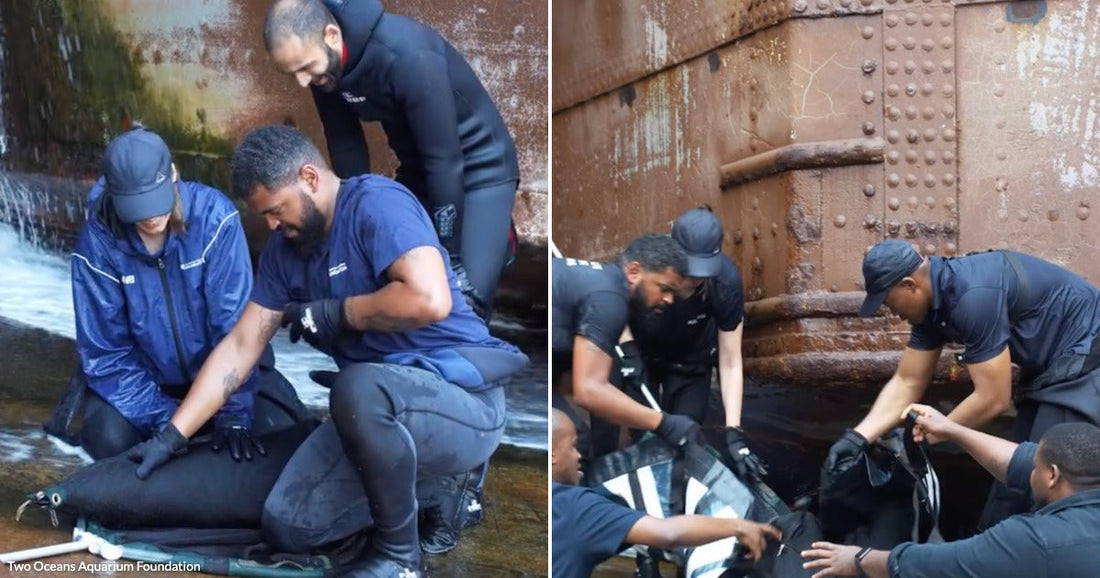 On the left, three people in blue uniforms tend to a small shark on wet ground; on the right, a larger group works near a rusty ship hull.