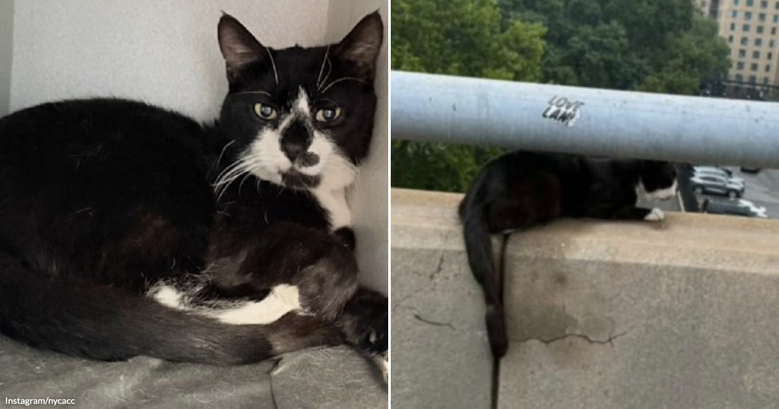 On the left, a black-and-white tuxedo cat lounges in a small enclosure; on the right, the same cat perches on a concrete bridge railing in an urban setting.
