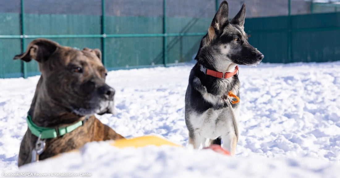 A brindle dog and a German Shepherd sit attentively in a snowy enclosed dog park on a bright winter day.