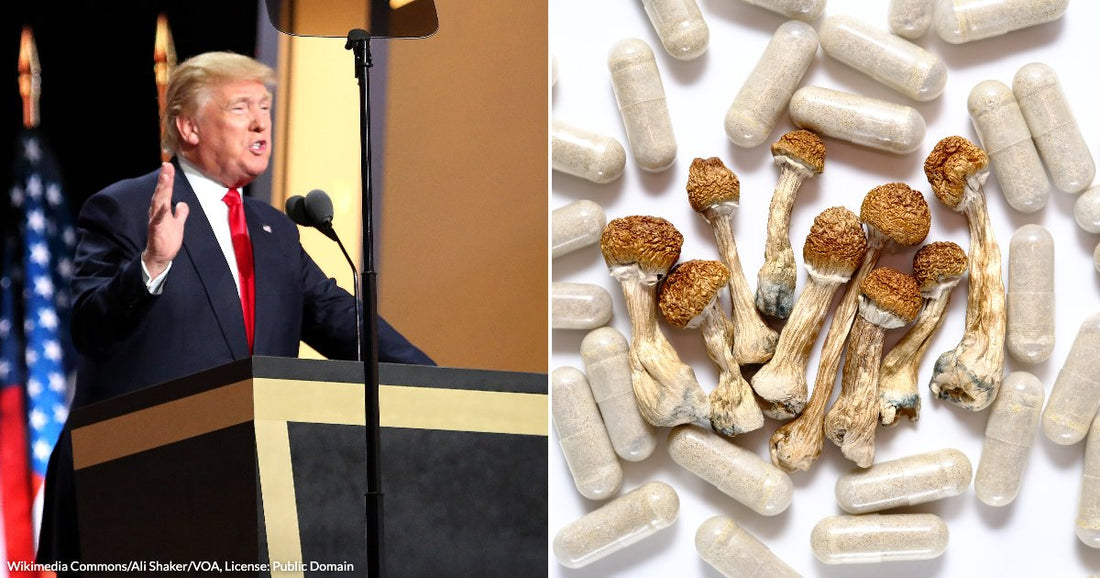 On the left, a man in a suit speaks at a podium with American flags; on the right, dried mushrooms surround capsules.