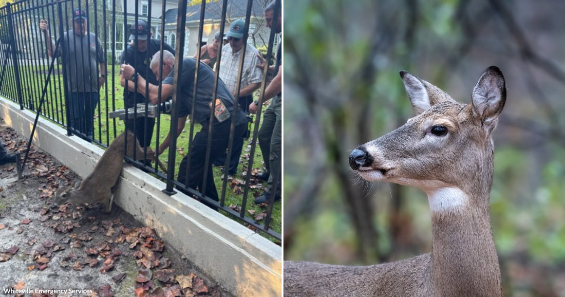 On the left, several people work to free a deer stuck beneath a metal fence; on the right, a close-up of a deer stands alert in a wooded setting.