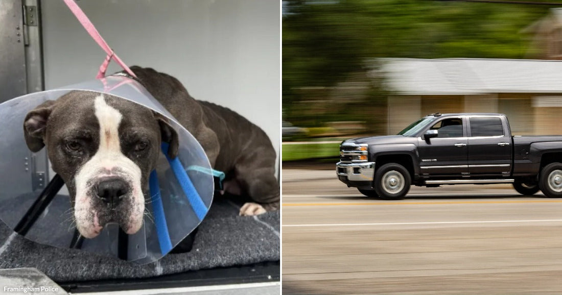 On the left, a dark-coated dog wearing a recovery cone rests in a vehicle crate; on the right, a gray Chevrolet pickup truck speeds along a road.