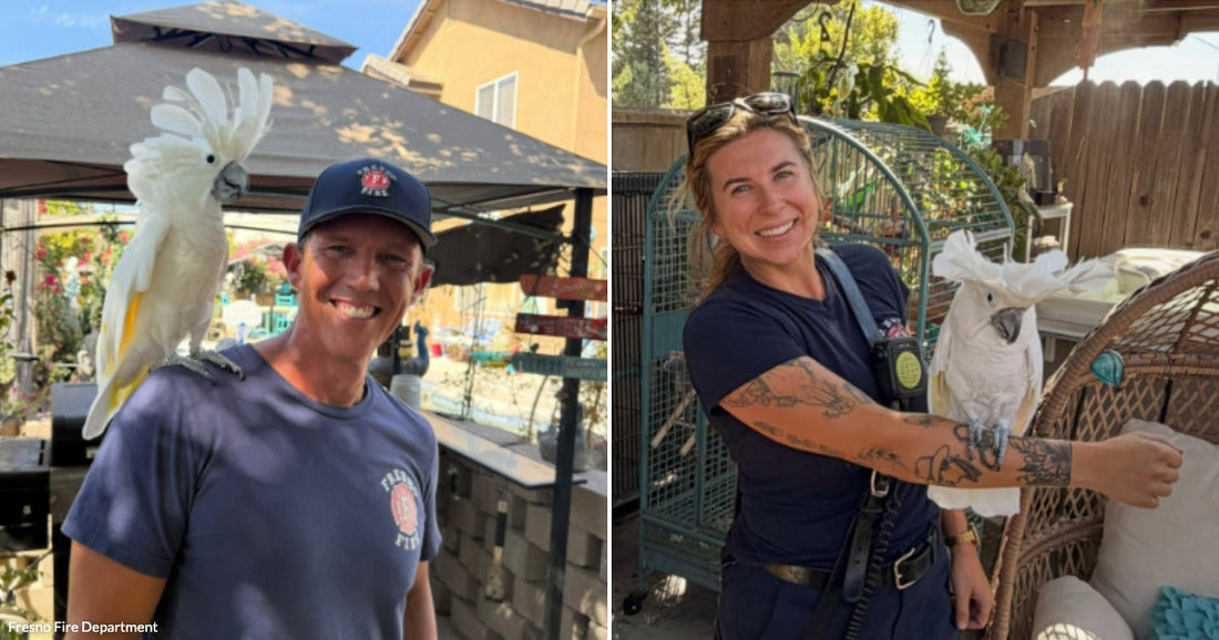 On the left, a smiling man with a white cockatoo on his shoulder stands outdoors; on the right, a tattooed woman holds a white cockatoo on her arm.