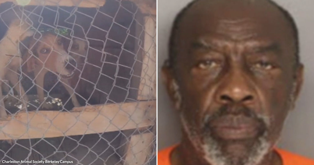 On the left, a dog barks inside a wire cage; on the right, an older man with a gray beard wears an orange shirt.