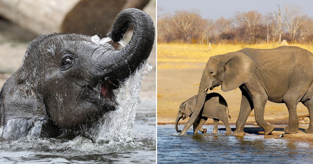 On the left, a baby elephant splashes playfully in water with its trunk raised; on the right, an adult elephant and calf walk along a dry savanna waterhole.