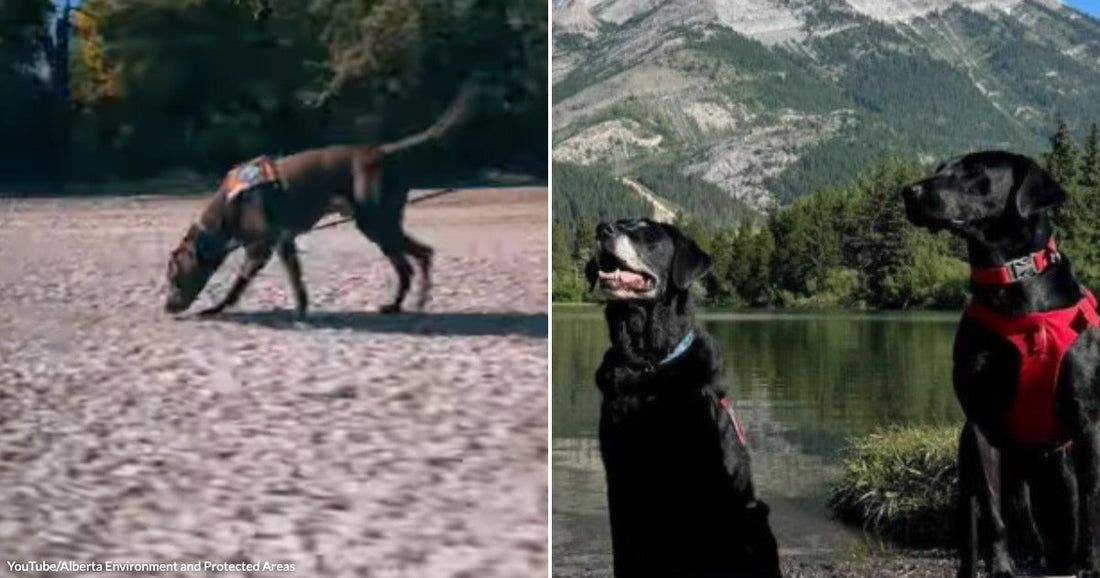 On the left, a brown dog with an orange harness sniffs the ground on a sandy open trail; on the right, three black Labradors in red harnesses sit posed before.