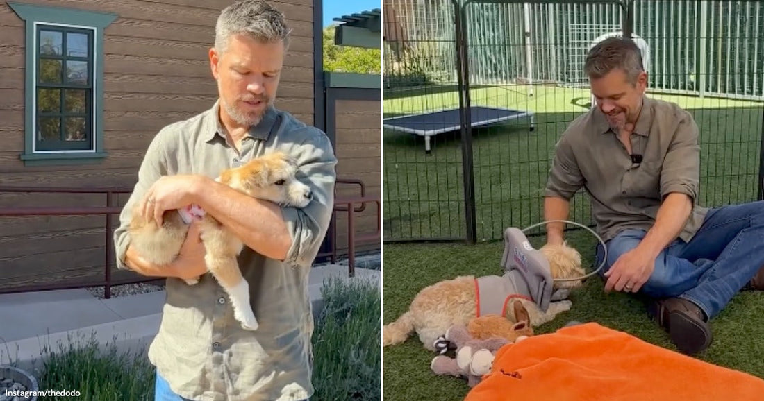 On the left, a gray-haired man holds a small fluffy puppy outdoors; on the right, the same man sits on grass beside a larger dog wearing a cone.