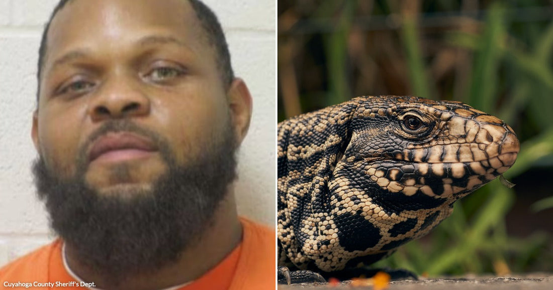 On the left, a bearded man in an orange shirt poses against a white wall; on the right, a black-and-white tegu lizard rests on a stone surface outdoors.
