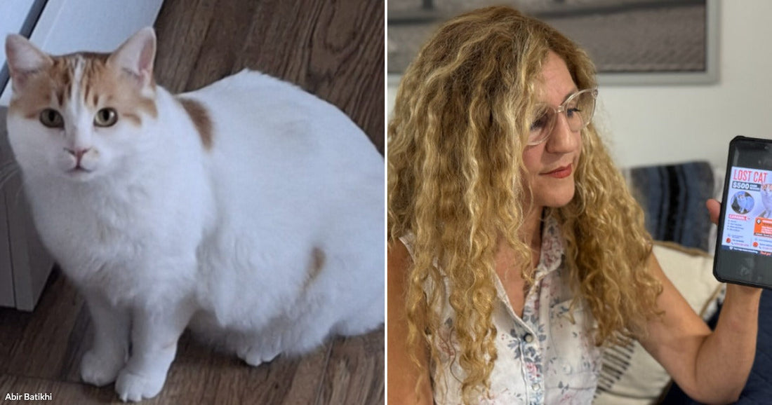 On the left, a fluffy white and orange cat sits on a hardwood floor; on the right, a curly-haired woman holds up a phone displaying a lost cat flyer.