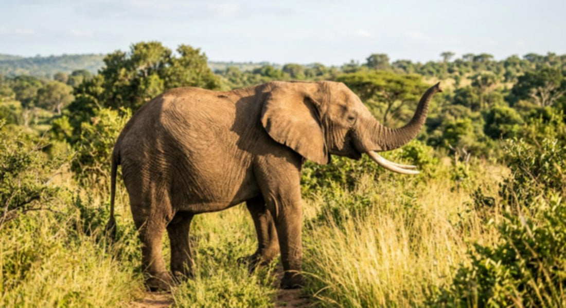 An elephant walking through tall grass in a lush green landscape.