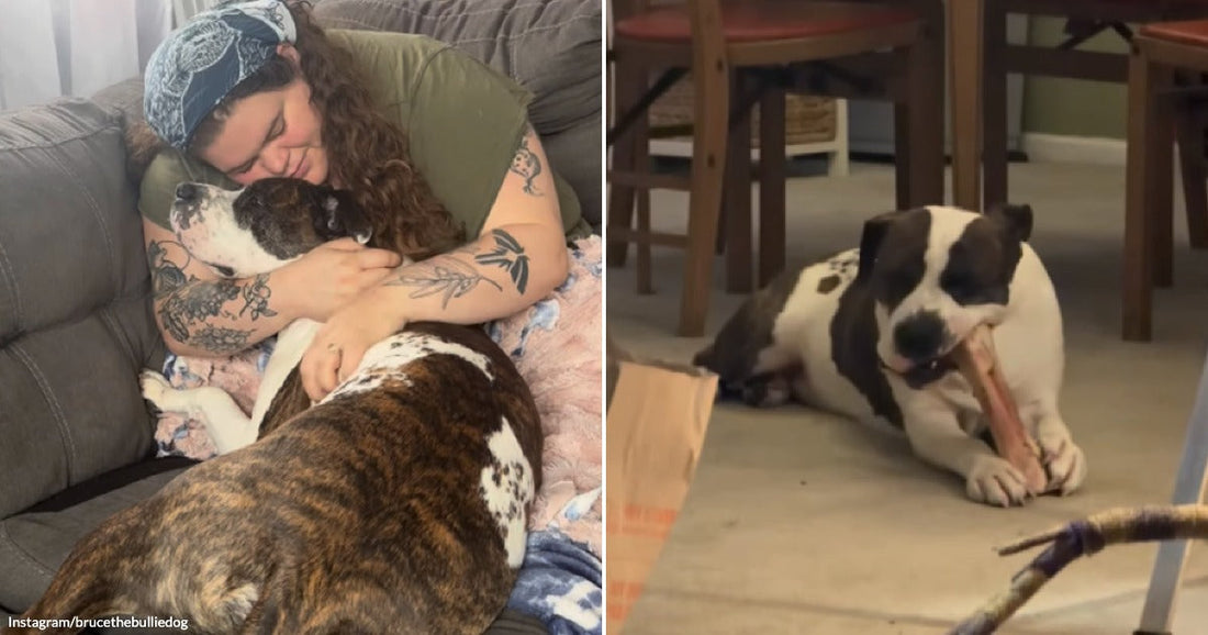 On the left, a tattooed woman with curly hair hugs a large brindle-and-white dog on a couch; on the right, a black-and-white puppy chews a bone on a floor near.
