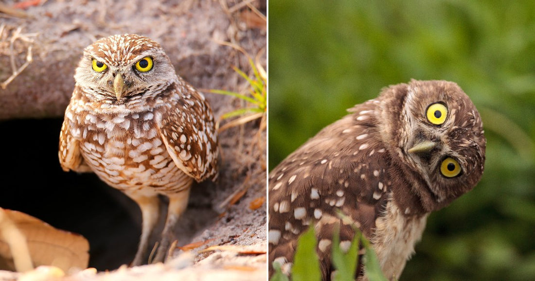 Burrowing Owl Becomes Completely Trapped in Glue Until Rescuers Spend Days Fighting to Save Him
