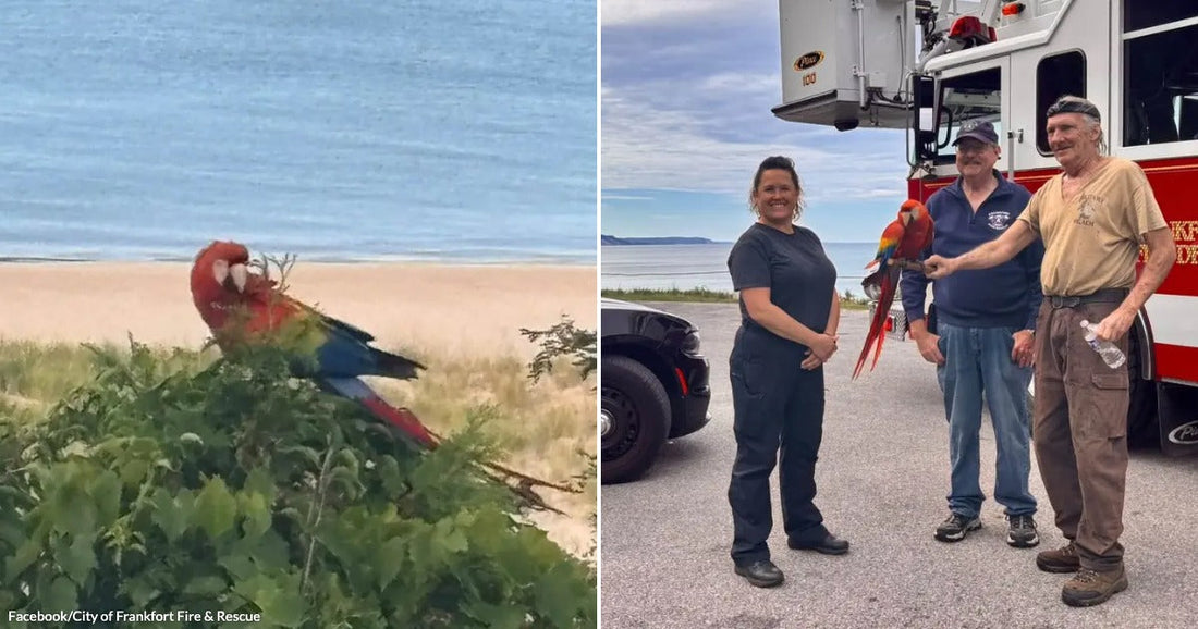 Side-by-side feature image for the “cw-scarlet-macaw-rescue-on-elberta-bluffs-rope-team-brings-blaze-home” campaign.