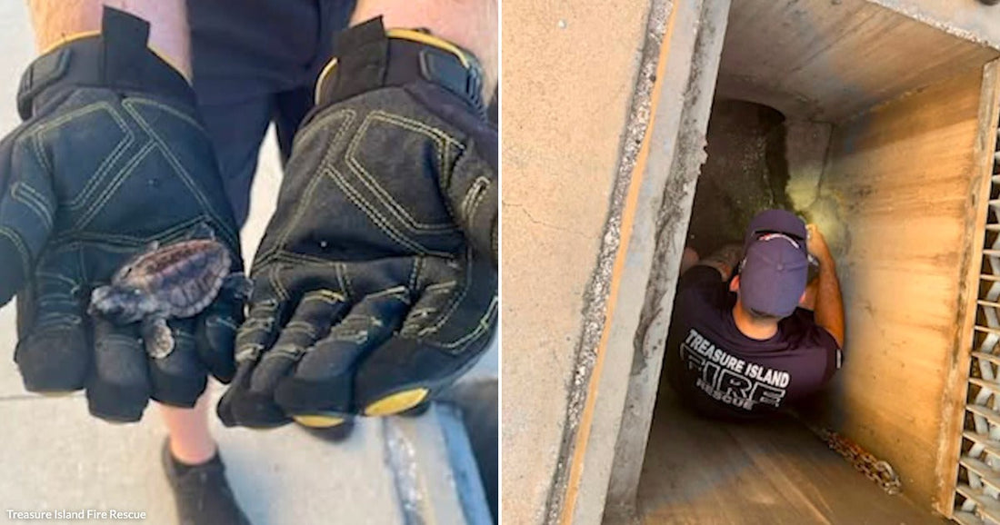 On the left, gloved hands hold a tiny baby turtle; on the right, a person in a "Treasure Island Fire Rescue" shirt crawls into a concrete drainage tunnel.