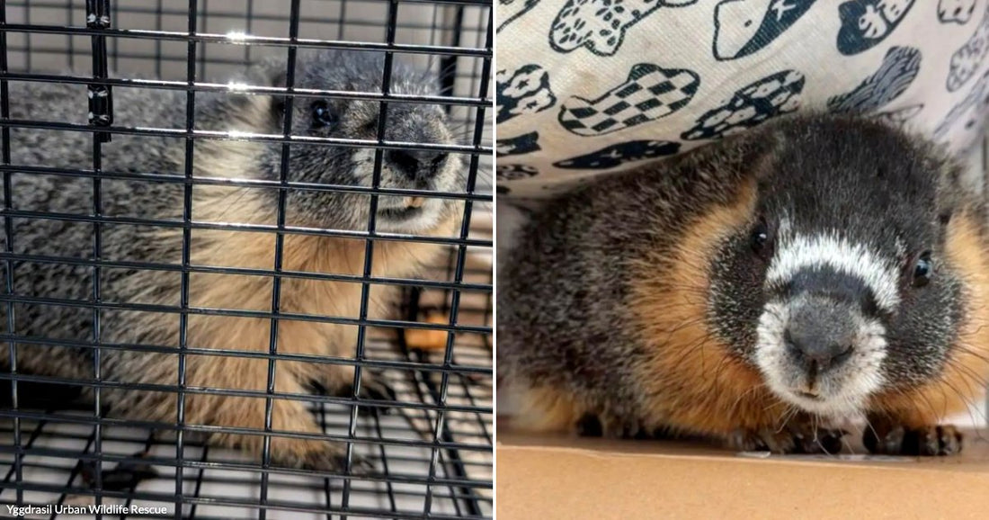 Yggdrasil Urban Wildlife Rescue